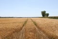 Tractor trailor tracks through a wheat field Royalty Free Stock Photo