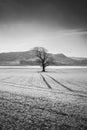 A tractor trails leading to a lonely tree in the middle of a field. Persistence of nature in creating life