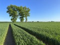 Tractor trails vanishing point perspective composition. Agriculture abstract