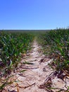 Tractor tramline through farmers field