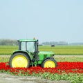 tractor on the tulip field, Netherlands Royalty Free Stock Photo