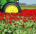 tractor on the tulip field, Netherlands Royalty Free Stock Photo