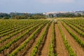 Tractor on the vineyard