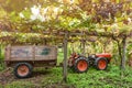 Tractor in the vineyard. Winery Harvest. Grape picker truck transporting grapes from vineyard to wine manufacturer.