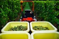 Tractor in vineyards while vendange in Alsace Royalty Free Stock Photo