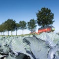 tractor and wagon pass red cabbage field under blue sky in noord holland Royalty Free Stock Photo