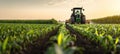 The tractor working in a lush green cornfield during sunset. AI generated image Royalty Free Stock Photo
