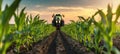 The tractor working in a vibrant cornfield at sunset. AI generated image Royalty Free Stock Photo