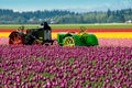 Tractors in the Tulips Royalty Free Stock Photo