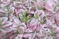 Tradescantia albiflora Nanouk tender variegated pink, green and purple leaves pattern