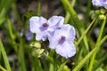 Tradescantia andersoniana group `Little Doll