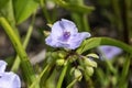 Tradescantia andersoniana group `Little Doll