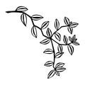 Tradescantia branch with leaves. Vector stock illustration eps10. Isolate on white background, outline, hand drawing.