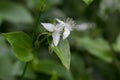 Tradescantia fluminensis flowers in bloom, white flowering plant growing in Madeira forest