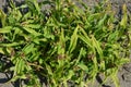 Tradescantia garden perennial flowers with dense leaves and unusual colorful lively background.