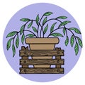 Tradescantia houseplant grows in a brown ceramic pot, vector illustration