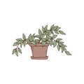 tradescantia houseplant. Indoor potted plant vector outline doodle illustration.