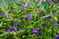 Tradescantia ohiensis, commonly known as bluejacket or Ohio spiderwort