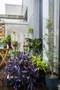 Tradescantia pallida and aloe vera, a small olive tree and other plants wet from rain on a penthouse terrace on a rainy winter day