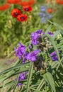 Tradescantia and Papaver orientale Oriental poppy and decorative blue Linum perenne on summer flowerbed