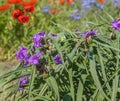 Tradescantia and Papaver orientale Oriental poppy and decorative blue Linum perenne on summer flowerbed