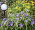 Tradescantia and sedum aizoon on the summer flowerbed Royalty Free Stock Photo