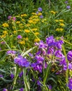 Tradescantia and sedum aizoon on the summer flowerbed Royalty Free Stock Photo