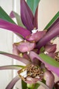 Tradescantia spathacea inflorescence. White flower of the boat lily or Moses-in-the-cradle in bloom. Vertical view