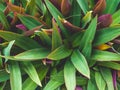 Tradescantia spathacea Stearn. Royalty Free Stock Photo