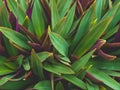 Tradescantia spathacea Stearn. Royalty Free Stock Photo