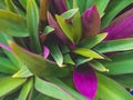Tradescantia spathacea Stearn. Royalty Free Stock Photo