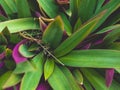 Tradescantia spathacea Stearn. Royalty Free Stock Photo