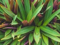 Tradescantia spathacea Stearn. Royalty Free Stock Photo