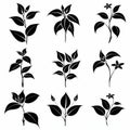 Tradescantia (Tradescantia virginiana), Pot Plant Flat Icon Set, Tradescantia Plant Flat Design