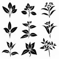 Tradescantia (Tradescantia virginiana), Pot Plant Flat Icon Set, Tradescantia Plant Flat Design