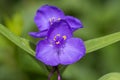 Tradescantia virginiana the Virginia spiderwort purple violet flowering plants, three petals flowers in bloom