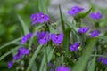 Tradescantia virginiana the Virginia spiderwort purple violet flowering plants, three petals flowers in bloom