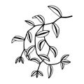 Tradescantia zebrin plant. Vector stock illustration eps10.
