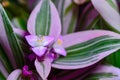 Tradescantia zebrina - Close-up, striped leaves of a plant with pink flowers in the collection