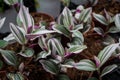 Tradescantia Zebrina. In nursery pots