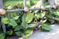 tradescantia zebrina or zebrina pendula creeping plant spiderwort purple and green striped leaves decorates a flower bed near the Royalty Free Stock Photo