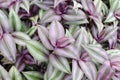 Tradescantia zebrina