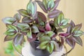 Tradescantia Zebrina Purpusii