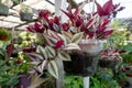 Tradescantia Zebrina wandering Jew hanging in a pot