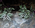 Tradescantia Zebrina Or Wandering Jew Plant