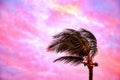 Tradewinds bending a palm tree at Sunset on the island of Maui Royalty Free Stock Photo