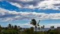 Tradewinds bending palm trees on the island of Maui Royalty Free Stock Photo