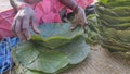 Leaf plates, traditional plates of tribals in making in rural India