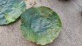 Leaf plates traditional plates of tribals on the mat in rural India