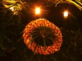 Tradition Christmas ring decoration made from dry straw. Christmas tree with small gentle lights. Royalty Free Stock Photo